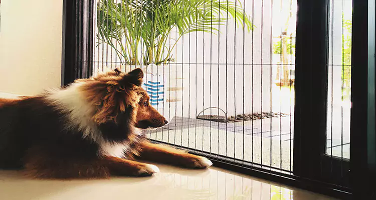 Sliding Screen Pet Door Repair in West Melbourne, FL