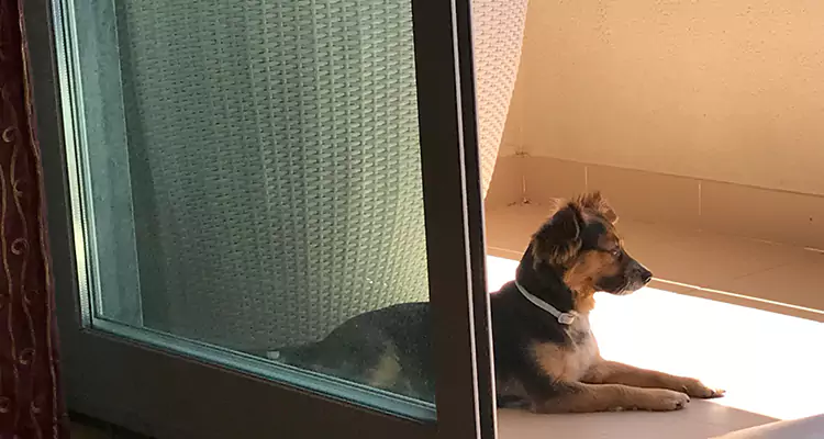 French Door Pet Screen Repair in West Melbourne, FL